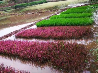 种植五彩水稻