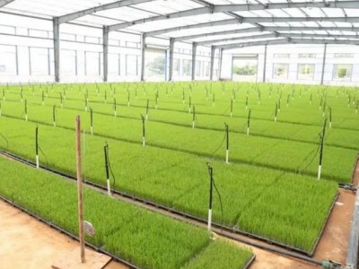立体水稻种植工厂，催芽设备无土栽