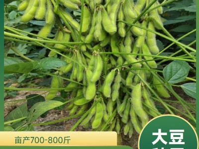 高蛋白大豆种子 永民种植专供 春夏