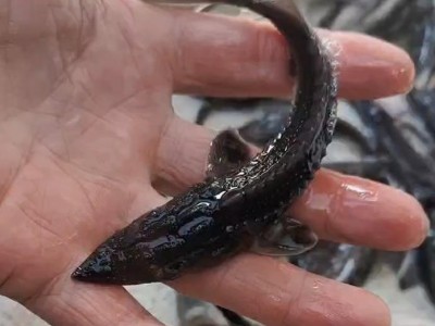 鲟鱼 淡水人工养殖 耐低氧 长势快产