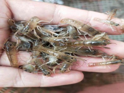 澳龙虾苗 真空包装 鲲腾水产 淡水养