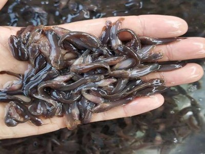 鲜活水产品 本地塘鲺鱼苗 三黄塘鲺