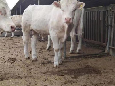 脱温杂交改良肉牛小牛犊 散养夏洛莱
